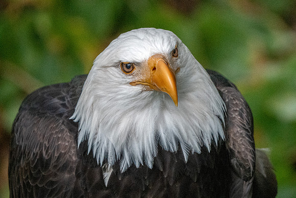 Bald Eagle - Sitka Raptor Center