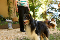 Happy Sheltie