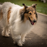 20161015 Collie Fun Day 20160329_