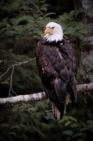 Bald Eagle - Sitka Raptor Center