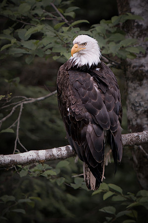 Bald Eagle - Sitka Raptor Center