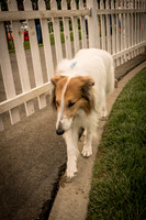 20161015 Collie Fun Day 20160063_
