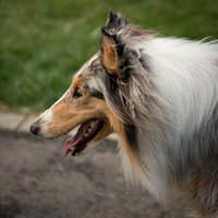 20161015 Collie Fun Day 20160333_