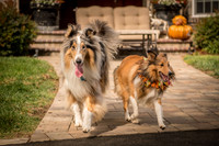 20161015 Collie Fun Day 20160312_