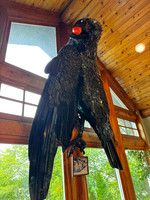 Raven's Peak