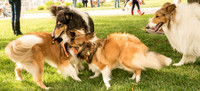 20161015 Collie Fun Day 20160297_