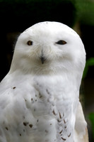 Snowy Owl - Sitka Raptor Center
