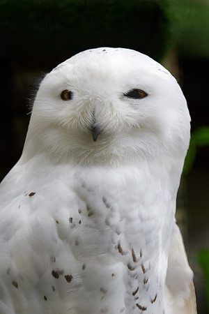 Snowy Owl - Sitka Raptor Center