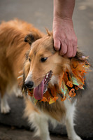 20161015 Collie Fun Day 20160327_